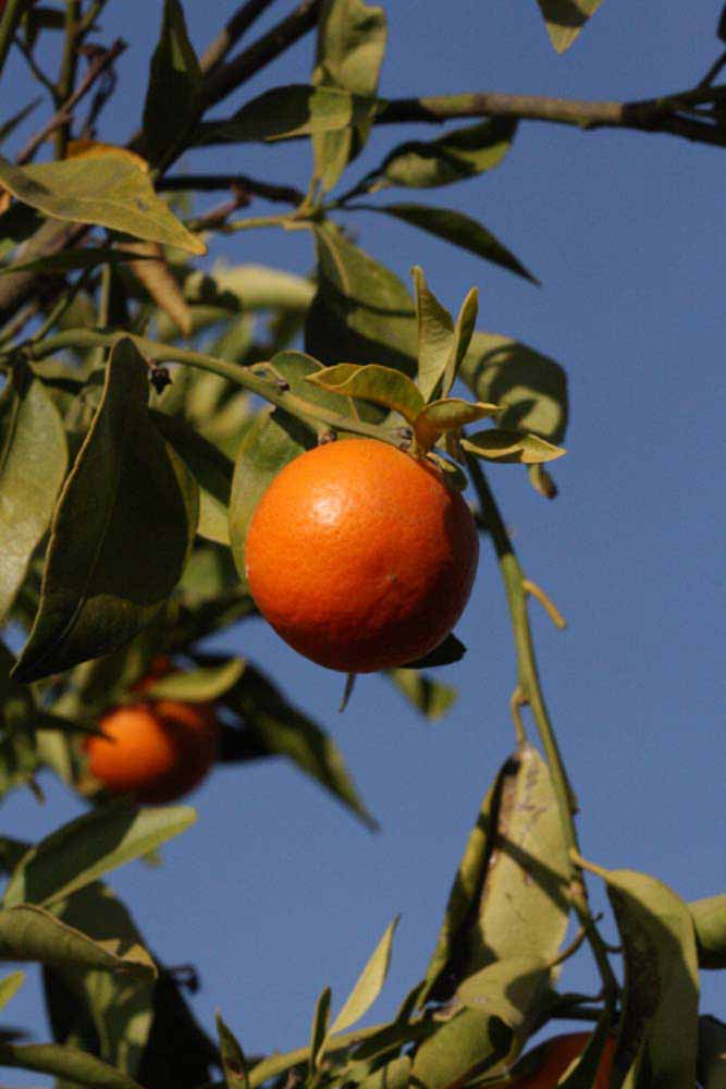              Fruit (Riverside, CA)       